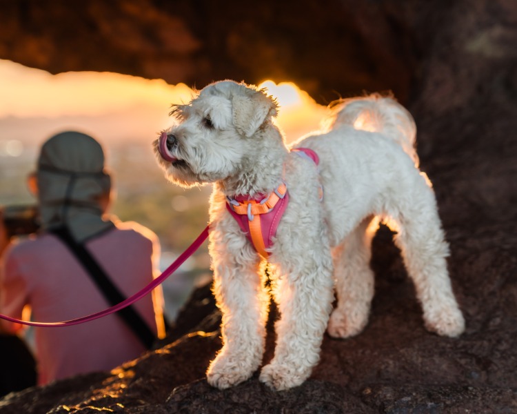 Portrait of a Dog