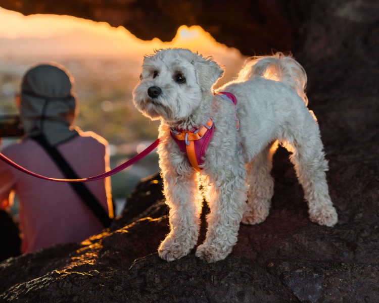 Portrait of a Dog