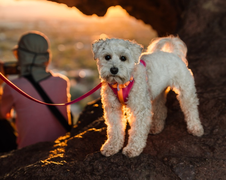 Portrait of a Dog